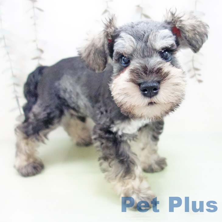 ミニチュア・シュナウザー