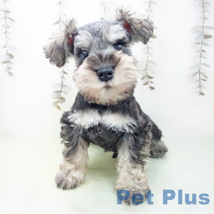 ミニチュア・シュナウザー