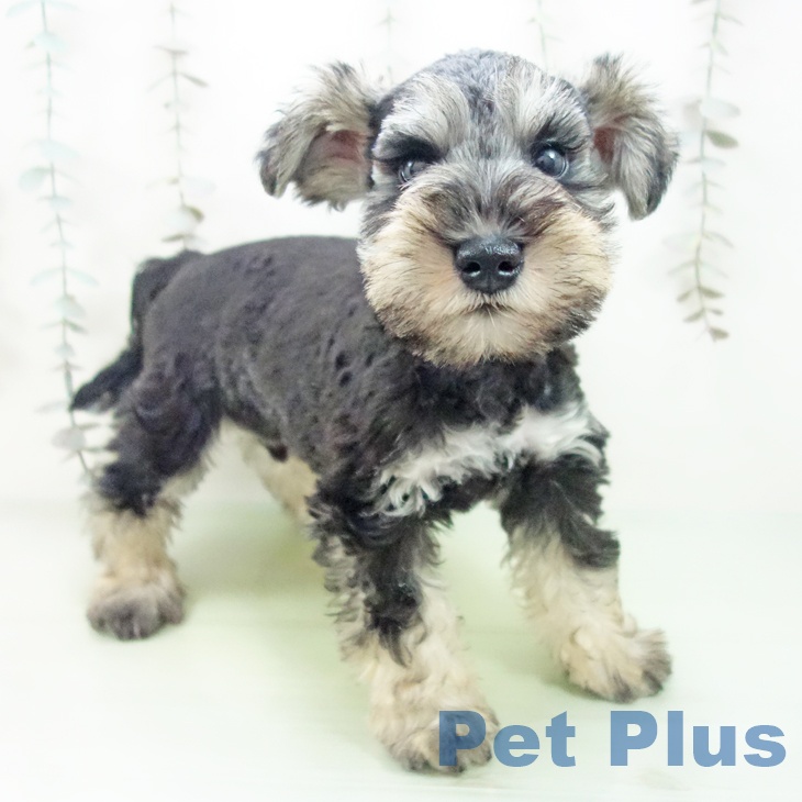 石川県のミニチュアシュナウザー (ペットプラス 新小松店/2025年9月23日生まれ/男の子/ソルトペッパー)の子犬の1枚目の画像