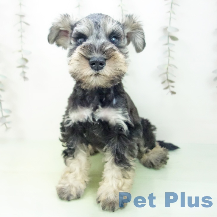 石川県のミニチュアシュナウザー (ペットプラス 新小松店/2025年9月23日生まれ/男の子/ソルトペッパー)の子犬の2枚目の画像