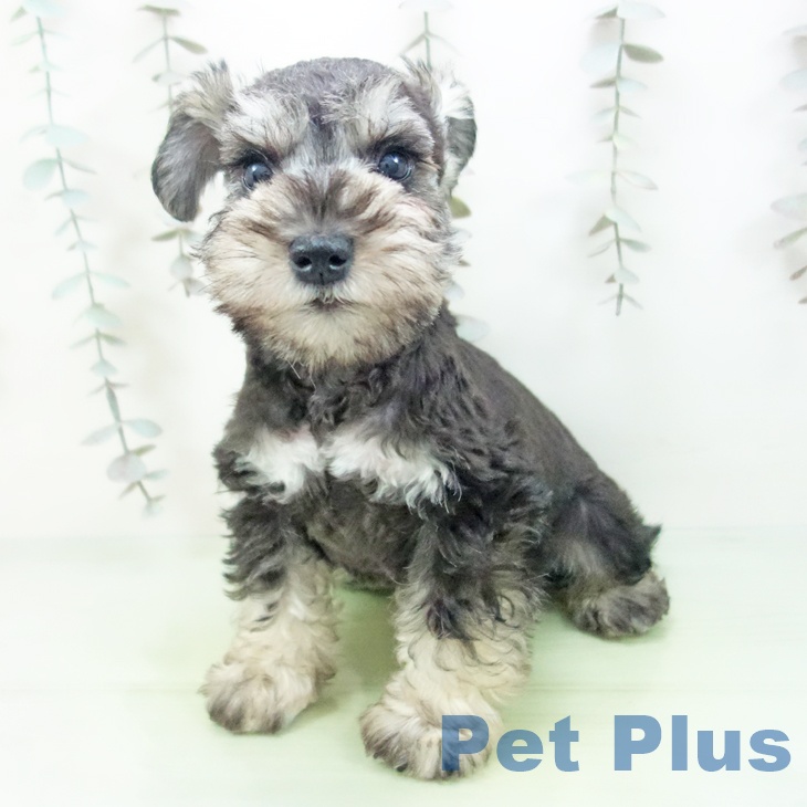 石川県のミニチュアシュナウザー (ペットプラス 白山店/2025年9月23日生まれ/男の子/ソルトペッパー)の子犬の1枚目の画像