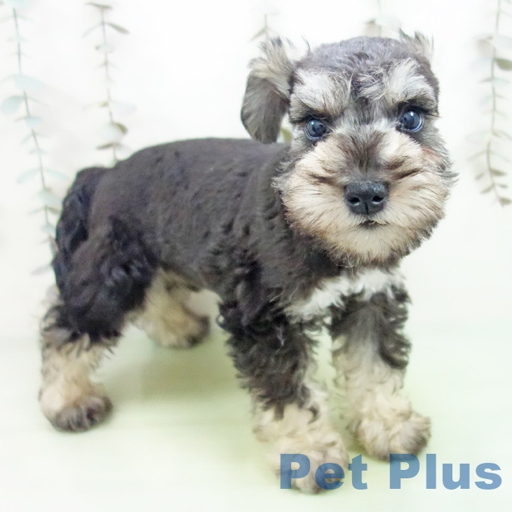 石川県のミニチュアシュナウザー (ペットプラス 白山店/2025年9月23日生まれ/男の子/ソルトペッパー)の子犬の2枚目の画像