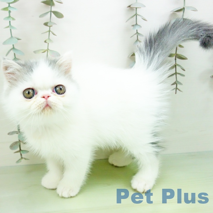 愛知県のエキゾチック (ペットプラス 岡崎店/2025年9月22日生まれ/男の子/ブルーホワイト)の子猫の1枚目の画像