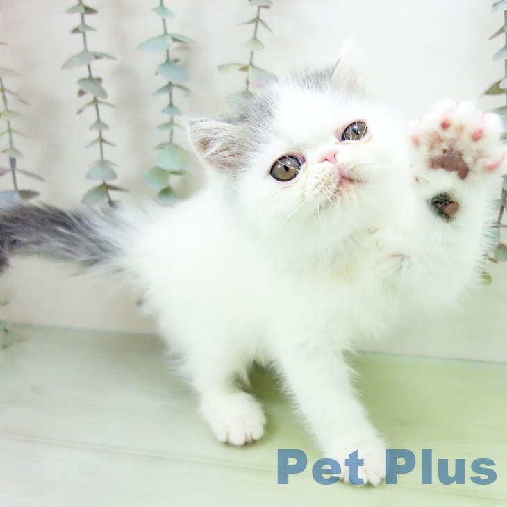 愛知県のエキゾチック (ペットプラス 岡崎店/2025年9月22日生まれ/男の子/ブルーホワイト)の子猫の2枚目の画像