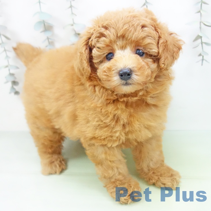 愛知県のトイプードル(トイ) (ペットプラス 千種店/2025年9月24日生まれ/男の子/アプリコット)の子犬