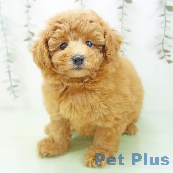 愛知県のトイプードル(トイ) (ペットプラス 千種店/2025年9月24日生まれ/男の子/アプリコット)の子犬の2枚目の画像