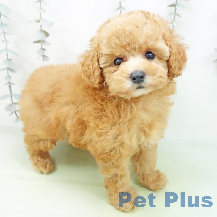 石川県のトイプードル(トイ) (ペットプラス 新小松店/2025年9月24日生まれ/男の子/アプリコット)の子犬の1枚目の画像