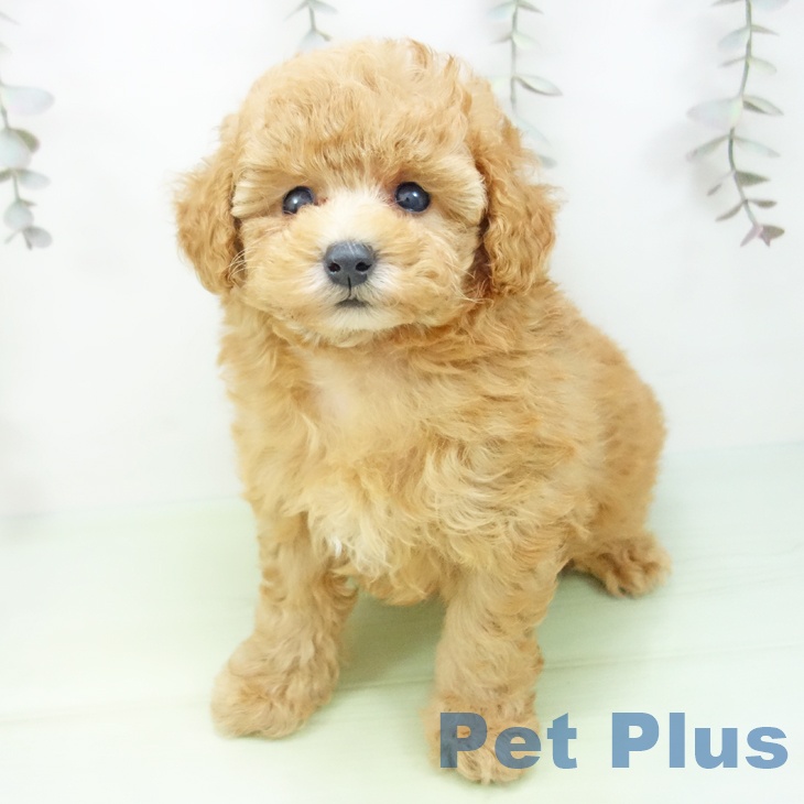 石川県のトイプードル(トイ) (ペットプラス 新小松店/2025年9月24日生まれ/男の子/アプリコット)の子犬の2枚目の画像