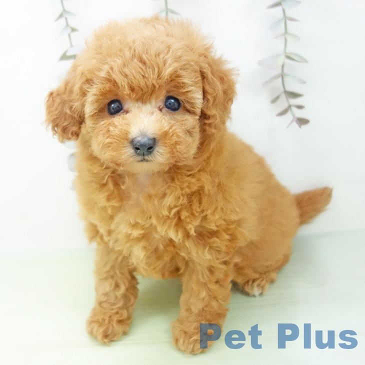 トイ・プードル