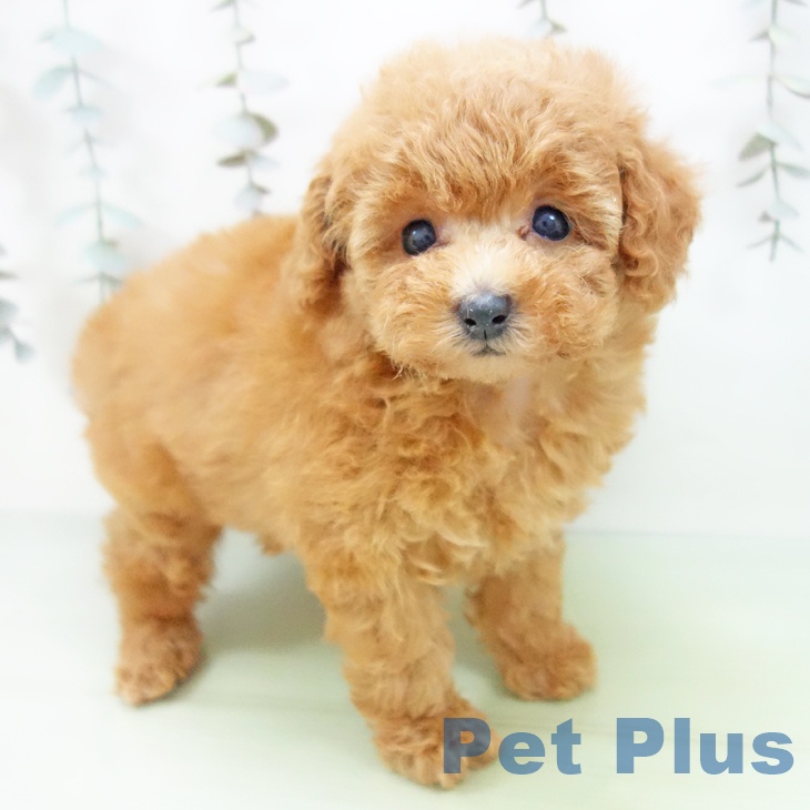 トイ・プードル