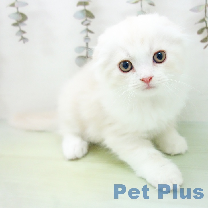 スコティッシュフォールド