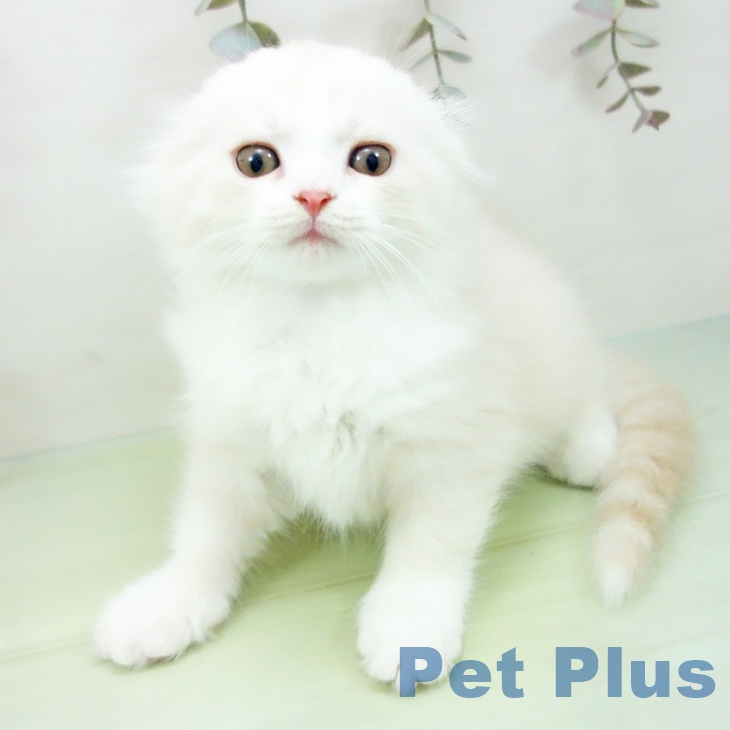 スコティッシュフォールドの写真2