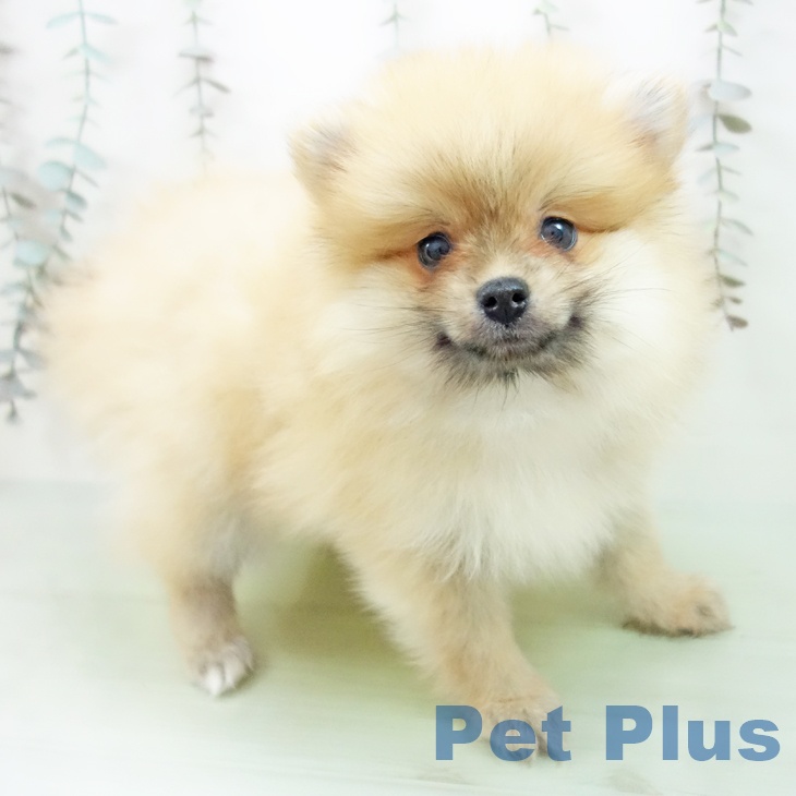 埼玉県のポメラニアン (ペットプラス クレアモール川越店/2025年9月22日生まれ/男の子/オレンジ)の子犬の1枚目の画像