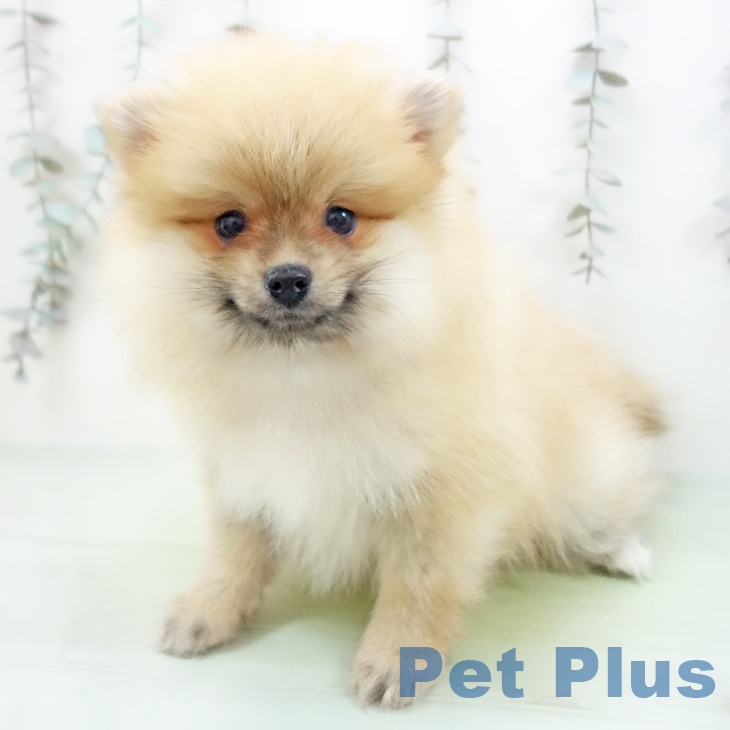 埼玉県のポメラニアン (ペットプラス クレアモール川越店/2025年9月22日生まれ/男の子/オレンジ)の子犬の2枚目の画像