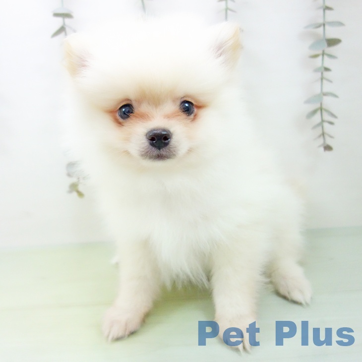 愛知県のポメラニアン (ペットプラス イオンモール豊川店/2025年9月22日生まれ/男の子/クリーム)の子犬