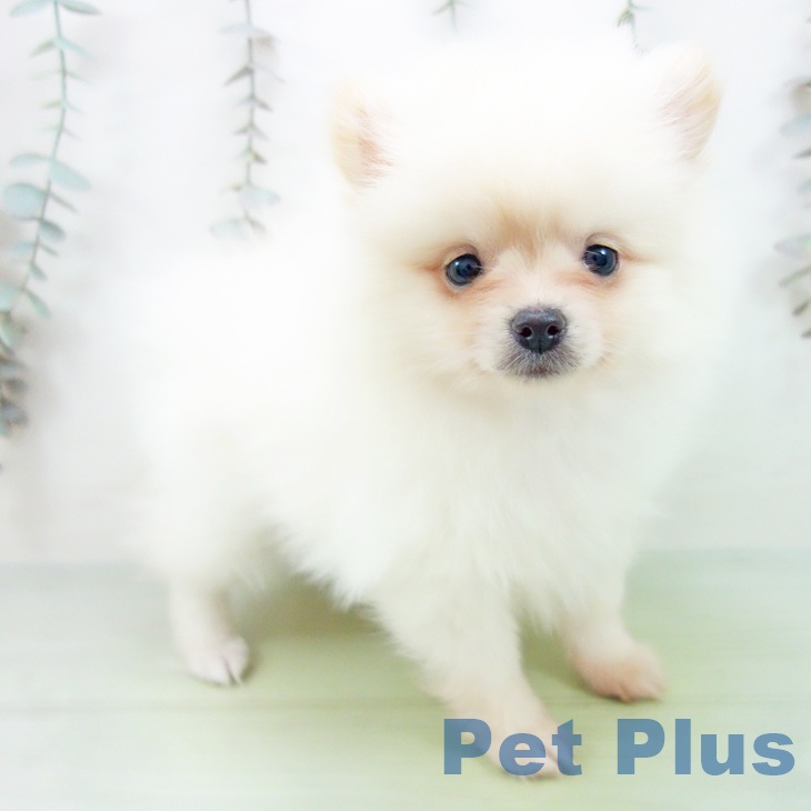 埼玉県のポメラニアン (ペットプラス ピオニウォーク東松山店/2025年9月22日生まれ/女の子/クリーム)の子犬の1枚目の画像