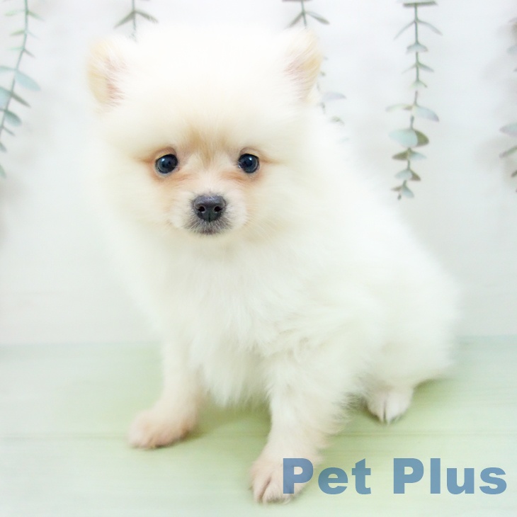 埼玉県のポメラニアン (ペットプラス ピオニウォーク東松山店/2025年9月22日生まれ/女の子/クリーム)の子犬の2枚目の画像