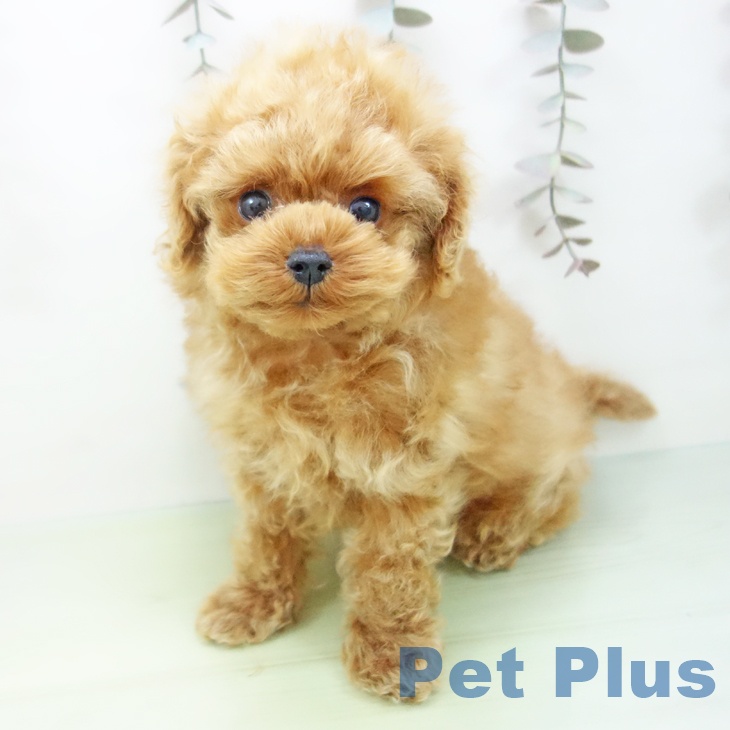 岐阜県のトイプードル(トイ) (ペットプラス 各務原店/2025年9月21日生まれ/男の子/アプリコット)の子犬の1枚目の画像