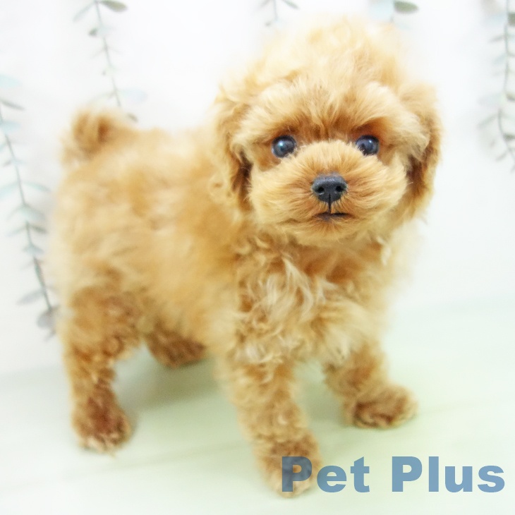 岐阜県のトイプードル(トイ) (ペットプラス 各務原店/2025年9月21日生まれ/男の子/アプリコット)の子犬の2枚目の画像