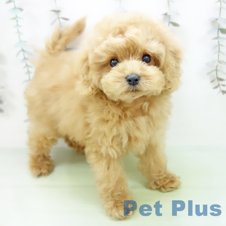 トイ・プードル