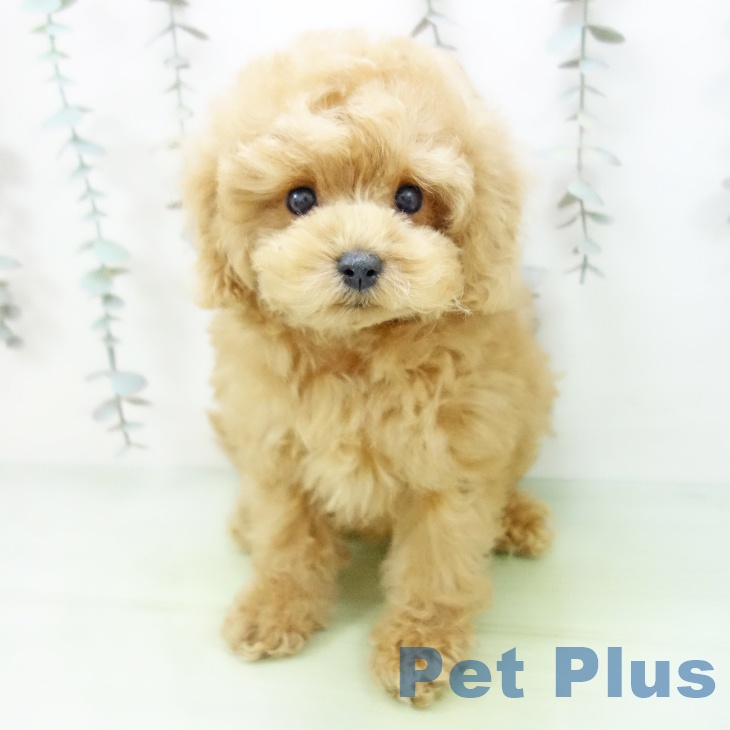 トイ・プードル