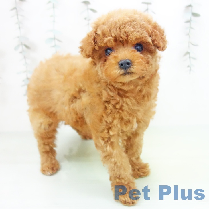 トイ・プードル