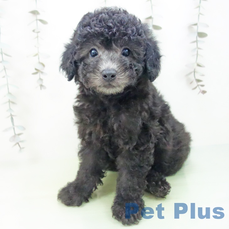 富山県のトイプードル(トイ) (ペットプラス 高岡店/2025年9月23日生まれ/男の子/シルバー)の子犬