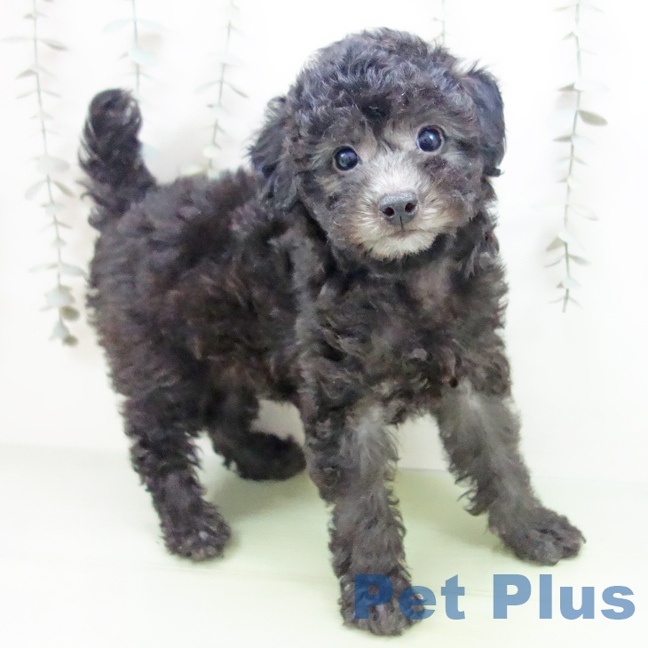 石川県のトイプードル(トイ) (ペットプラス 白山店/2025年9月23日生まれ/女の子/シルバー)の子犬の1枚目の画像