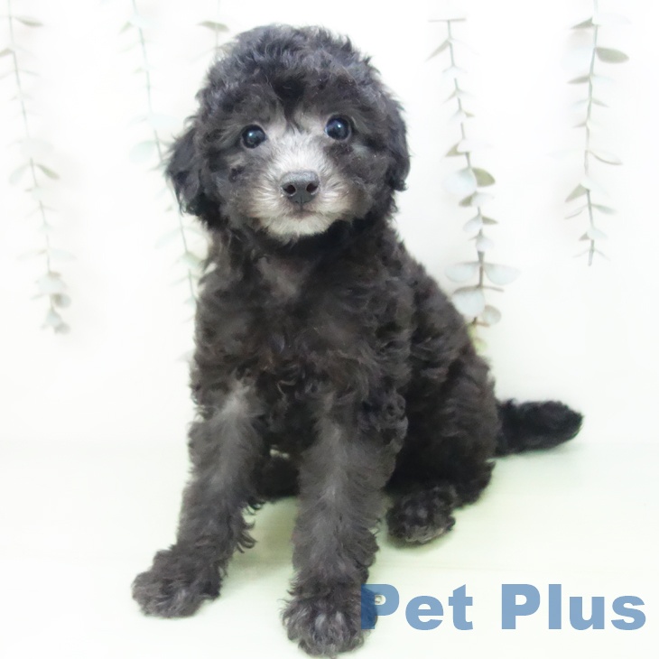 石川県のトイプードル(トイ) (ペットプラス 白山店/2025年9月23日生まれ/女の子/シルバー)の子犬の2枚目の画像