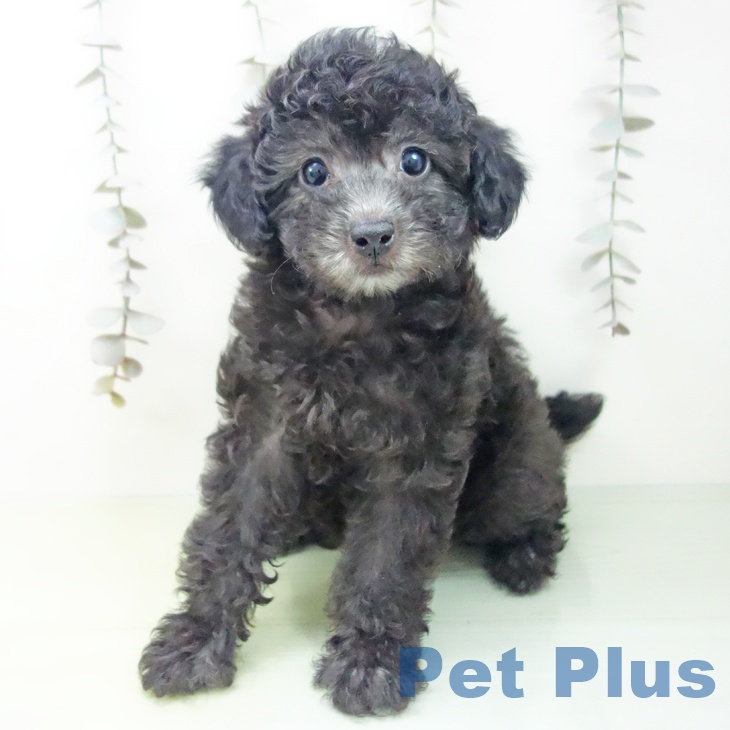 愛知県のトイプードル(トイ) (ペットプラス 豊田店/2025年9月23日生まれ/女の子/シルバー)の子犬の1枚目の画像