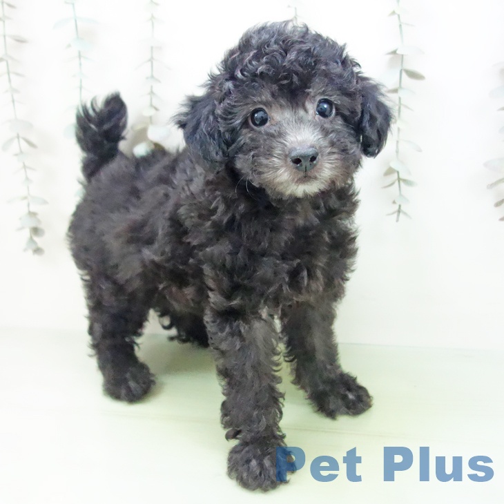 愛知県のトイプードル(トイ) (ペットプラス 豊田店/2025年9月23日生まれ/女の子/シルバー)の子犬の2枚目の画像