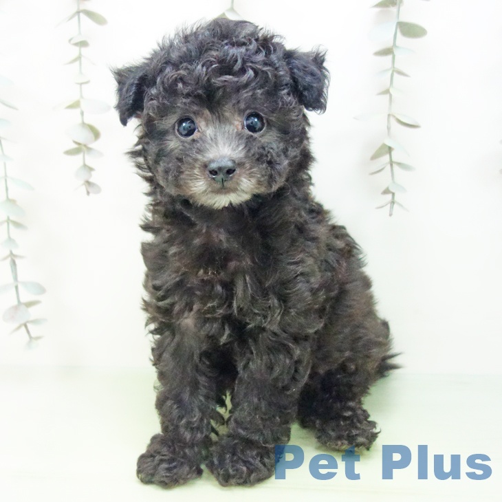 トイ・プードル