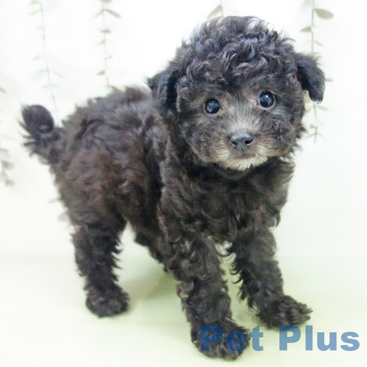 トイ・プードル