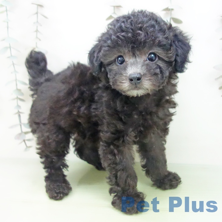 愛知県のトイプードル(トイ) (ペットプラス 岡崎店/2025年9月23日生まれ/女の子/シルバー)の子犬