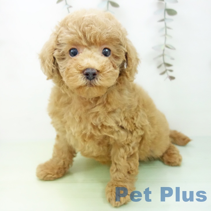 トイ・プードル