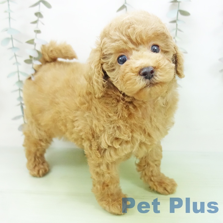 トイ・プードルの写真2