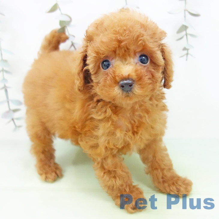 愛知県のトイプードル(トイ) (ペットプラス ナゴヤドーム前店/2025年9月23日生まれ/女の子/レッド)の子犬の1枚目の画像