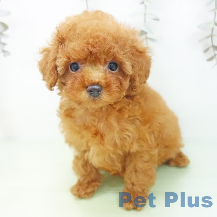 愛知県のトイプードル(トイ) (ペットプラス ナゴヤドーム前店/2025年9月23日生まれ/女の子/レッド)の子犬の2枚目の画像