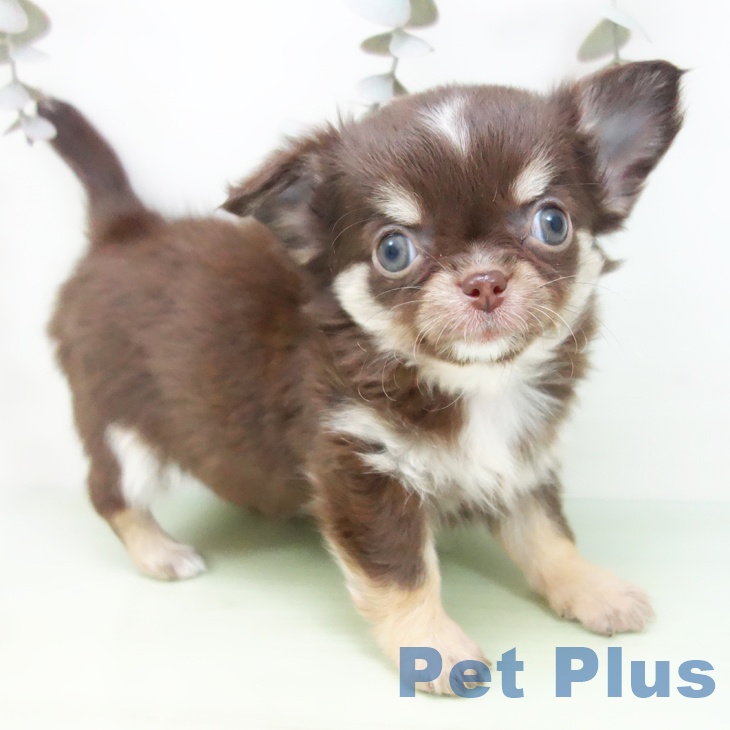 愛知県のチワワ(ロング) (ペットプラス ナゴヤドーム前店/2025年9月24日生まれ/女の子/チョコレートクリームホワイト)の子犬