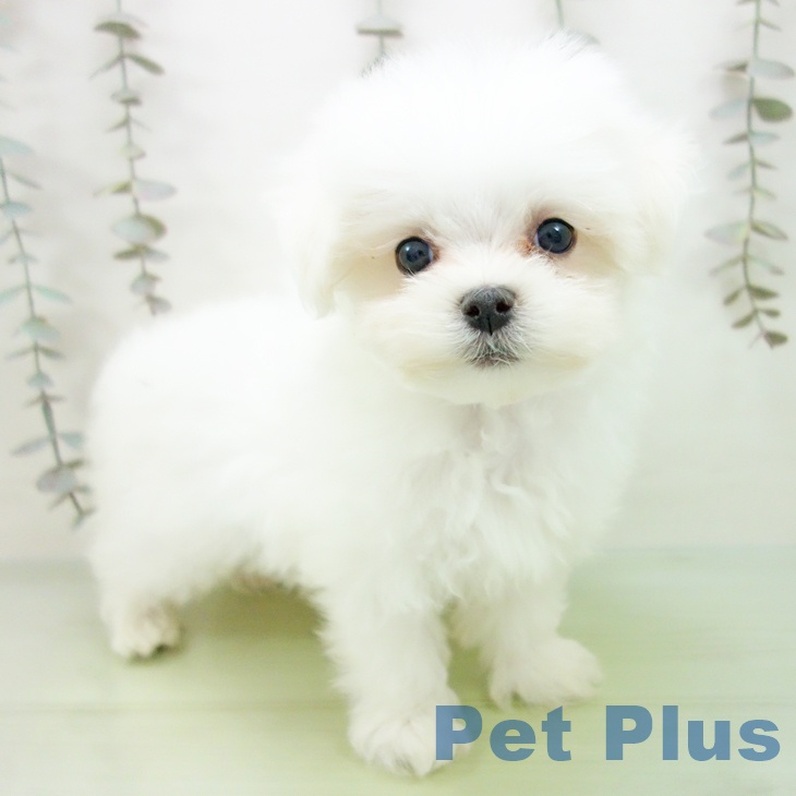 愛知県のマルチーズ (ペットプラス ナゴヤドーム前店/2025年9月16日生まれ/男の子/ホワイト)の子犬の1枚目の画像