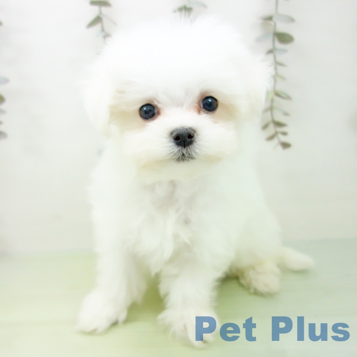 愛知県のマルチーズ (ペットプラス ナゴヤドーム前店/2025年9月16日生まれ/男の子/ホワイト)の子犬の2枚目の画像