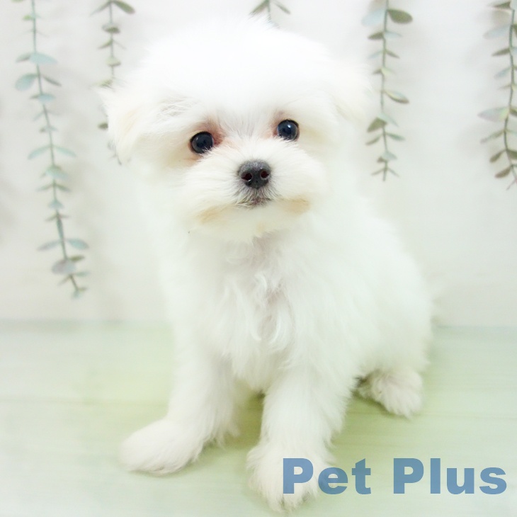 愛知県のマルチーズ (ペットプラス イオンモール豊川店/2025年9月16日生まれ/女の子/ホワイト)の子犬の1枚目の画像