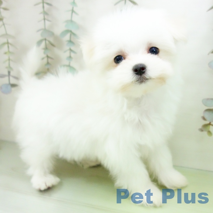 愛知県のマルチーズ (ペットプラス イオンモール豊川店/2025年9月16日生まれ/女の子/ホワイト)の子犬の2枚目の画像
