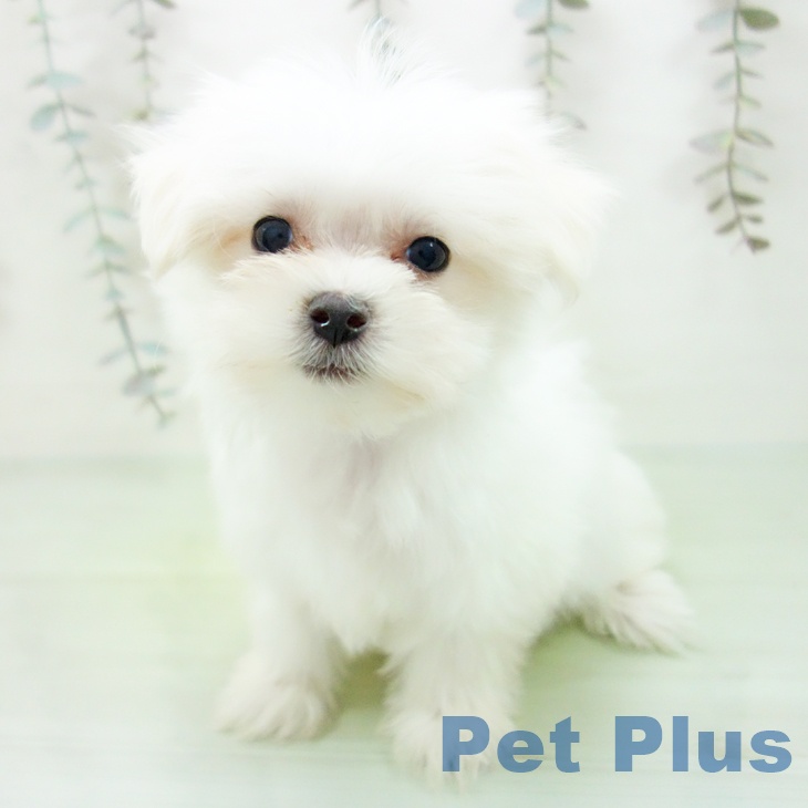 三重県のマルチーズ (ペットプラス 鈴鹿店/2025年9月16日生まれ/女の子/ホワイト)の子犬の1枚目の画像