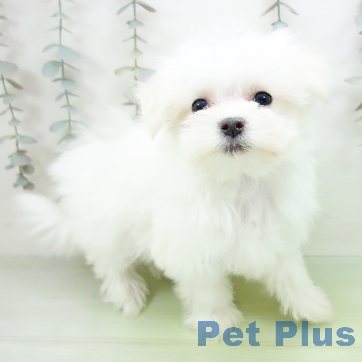 三重県のマルチーズ (ペットプラス 鈴鹿店/2025年9月16日生まれ/女の子/ホワイト)の子犬の2枚目の画像