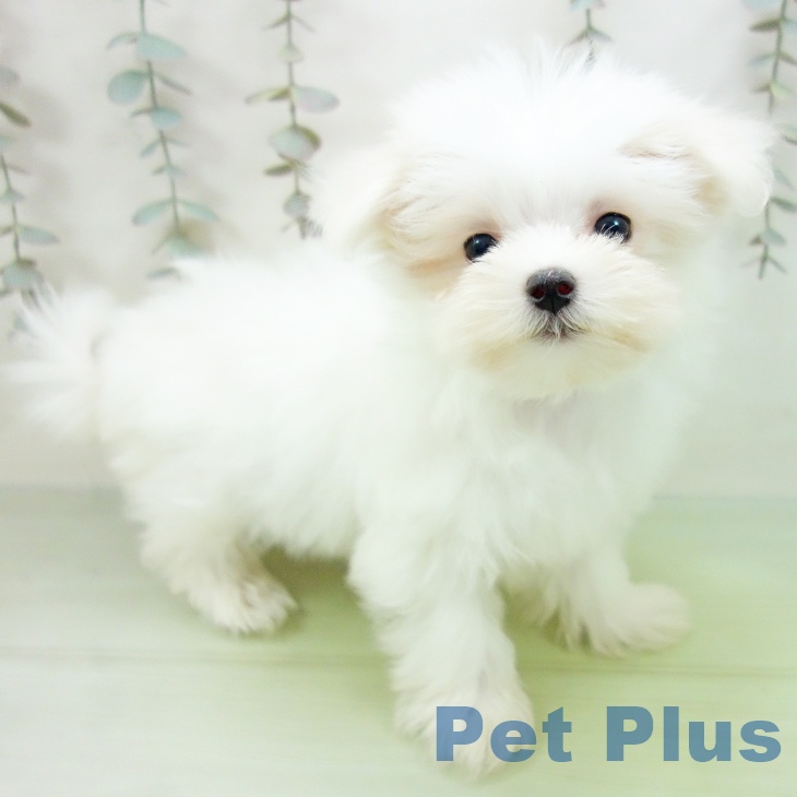 岐阜県のマルチーズ (ペットプラス 各務原店/2025年9月16日生まれ/女の子/ホワイト)の子犬