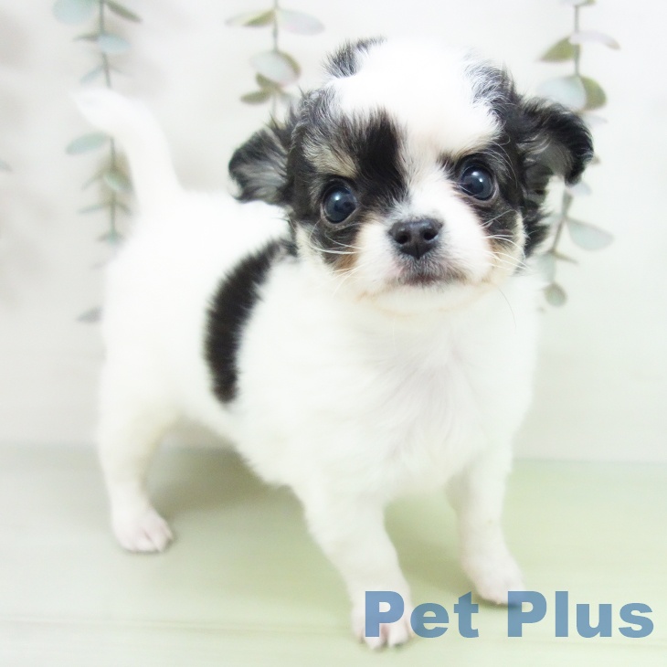 愛知県のチワワ(ロング) (ペットプラス 名古屋茶屋店/2025年9月24日生まれ/女の子/ホワイトブラックタン)の子犬の1枚目の画像