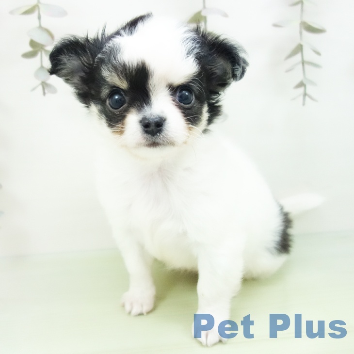 愛知県のチワワ(ロング) (ペットプラス 名古屋茶屋店/2025年9月24日生まれ/女の子/ホワイトブラックタン)の子犬の2枚目の画像