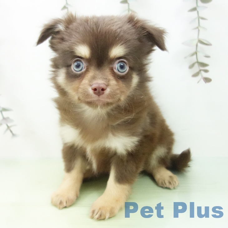 三重県のチワワ(ロング) (ペットプラス 津南店/2025年9月24日生まれ/男の子/チョコレートクリーム)の子犬