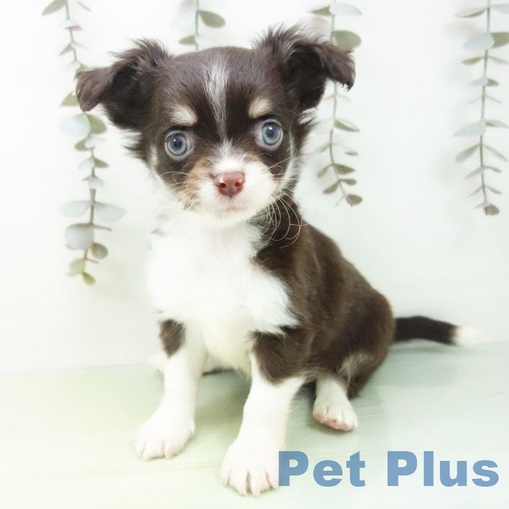 三重県のチワワ(ロング) (ペットプラス 東員店/2025年9月24日生まれ/男の子/チョコレートクリームホワイト)の子犬の1枚目の画像